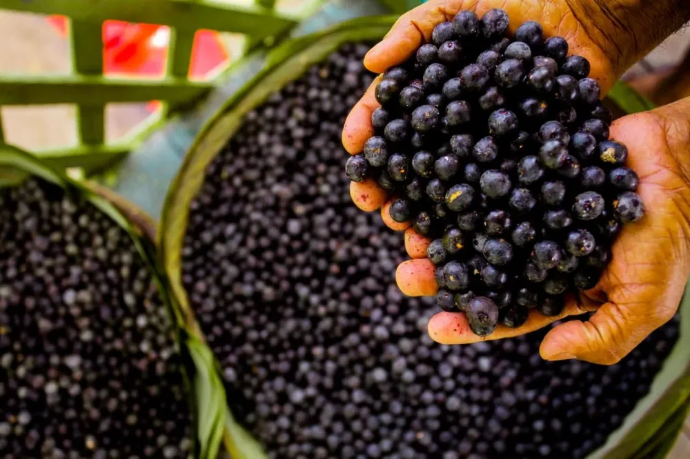 Açaí: O Superalimento Amazônico Que Conquista Paladares e Fortalece a Saúde